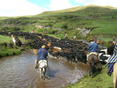 Equateur - troupeaux - Randocheval / Absolu voyages
